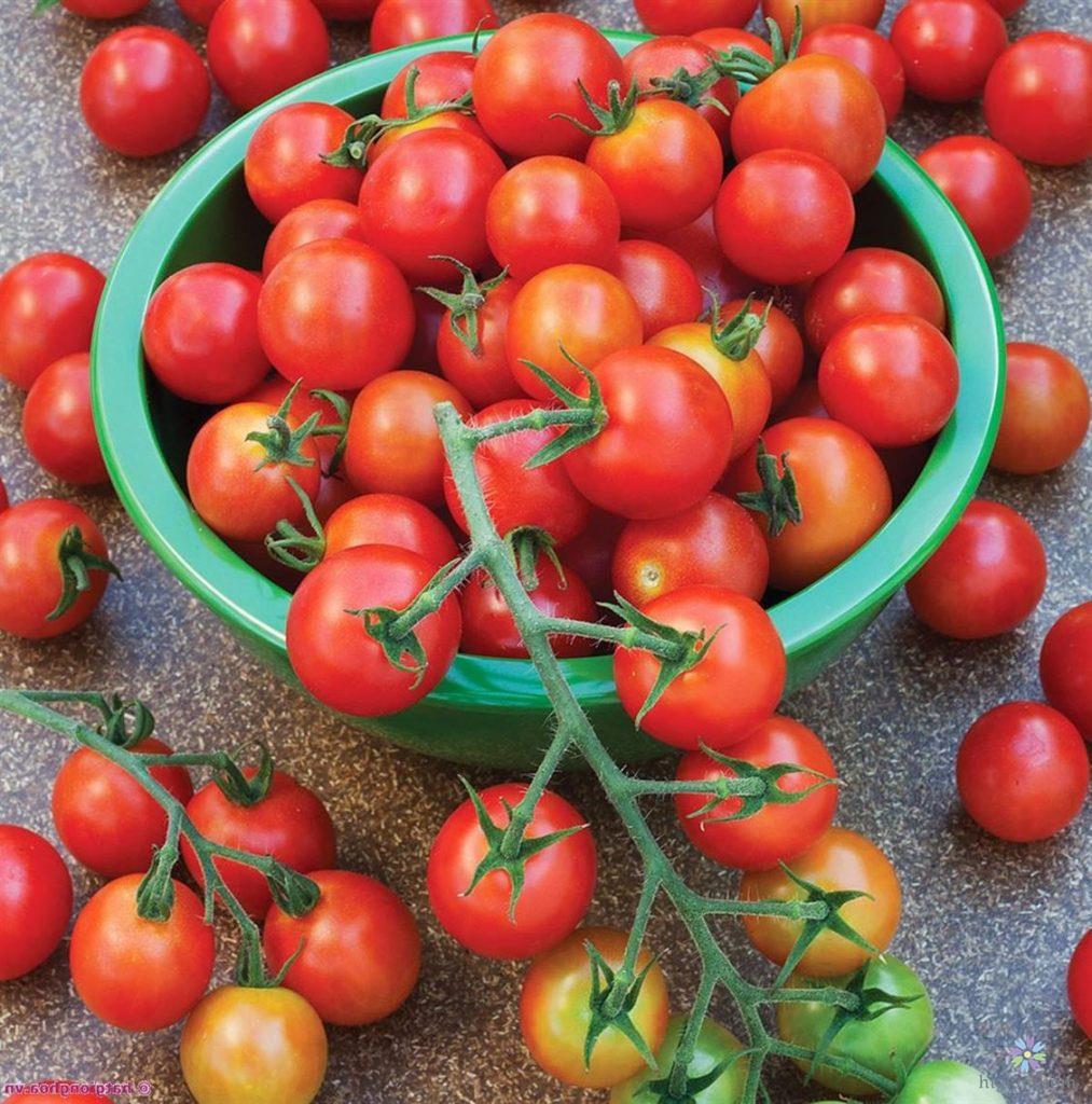 Hướng dẫn chăm sóc cà chua tại nhà