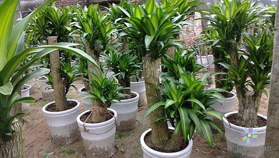 Hướng dẫn trồng và chăm sóc cây thiết mộc lan (Nguồn: higlum)
