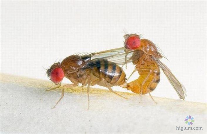 13 cách diệt ruồi hiệu quả - hết sạch sau 4 ngày (Nguồn: higlum)