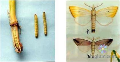 Tìm hiểu về sâu đục thân bướm hai chấm
