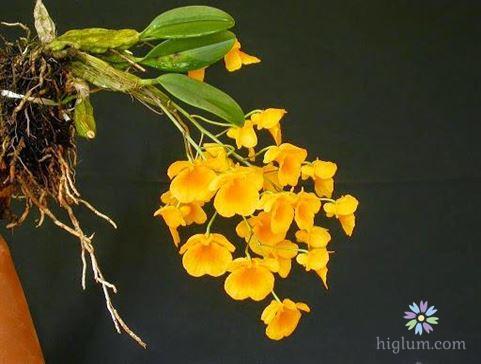 Ý nghĩa đẹp của loài hoa lan (nguồn : higlum)