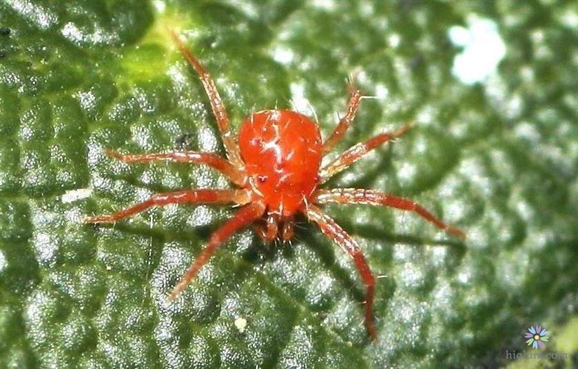 Nhận biết và tiêu diệt nhện đỏ hiệu quả