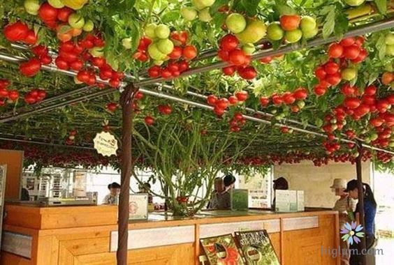 Hướng dẫn trồng cà chua bạch tuộc đơn giản tại nhà