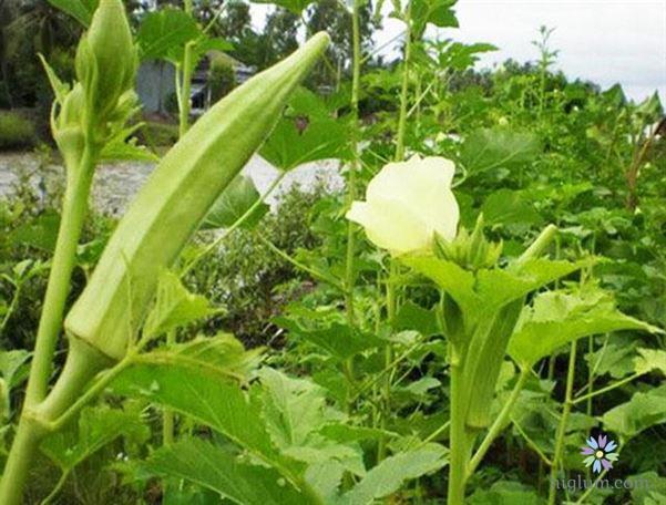 Lưu ý về cách trồng đậu bắp