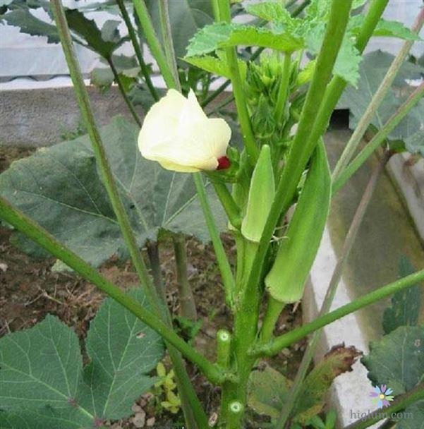 Kỹ thuật trồng và chăm sóc đậu bắp