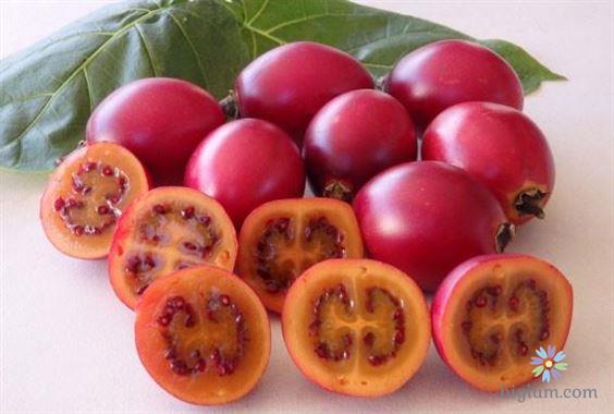 Cây cà chua thân gỗ có đặc điểm như thế nào?