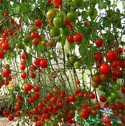 Cây cà chua chuỗi ngọc