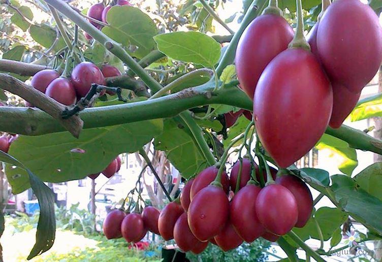 Hướng dẫn trồng cây cà chua thân gỗ theo tiêu chuẩn