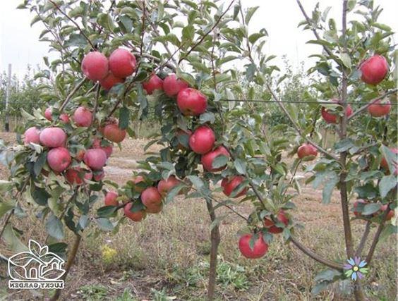 Mẹo trồng táo lùn đỏ