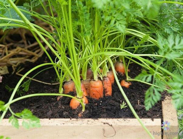 Thu hái cà rốt trong thùng gỗ - higlumcom