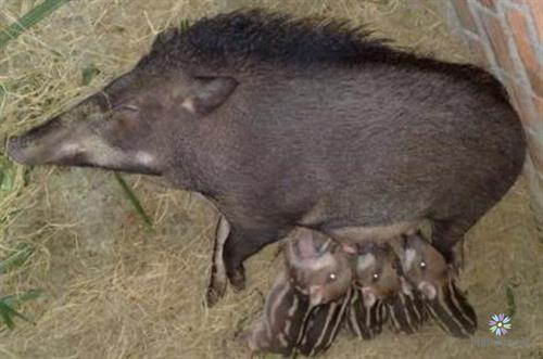 Lợn rừng mẹ chăm sóc đàn con