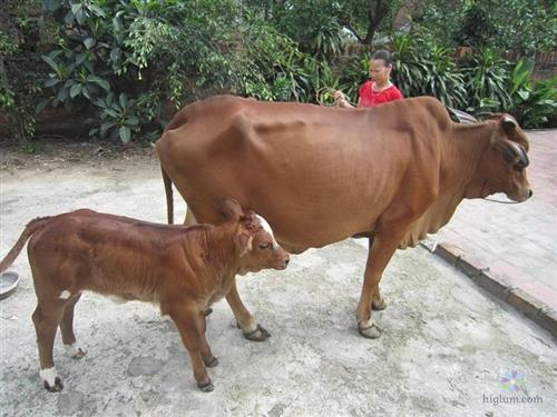 Chọn những con bò giống khỏe mạnh - bố mẹ có tố chất tốt