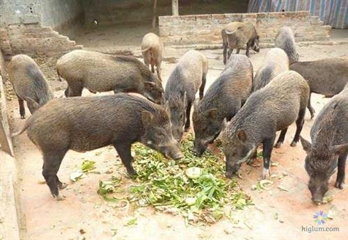 Là động vật ăn tạp, thức ăn của lợn rừng khá đa dạng và phong phú