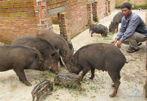 Đàn lợn rừng khỏe mạnh - nhanh cho xuất chuồng