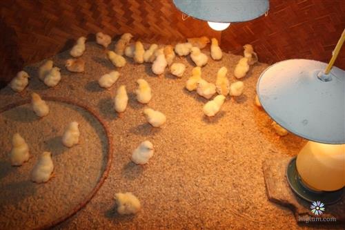 Tạo môi trường úm cho gà con