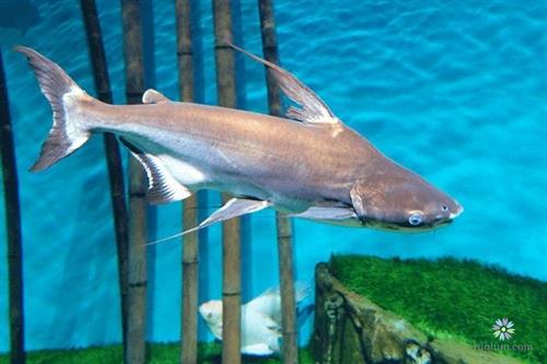 Có nên nuôi các loại cá khác cùng cá mập cảnh không?