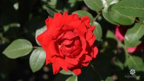 Hoa hồng Nhung mang ý nghĩa man mắn và hạnh phúc